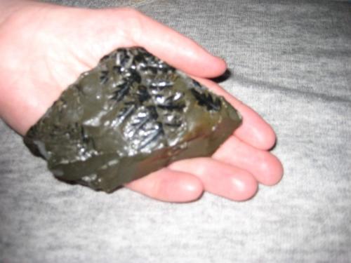 Fossils from the pit