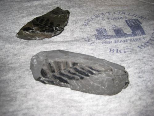 Fossils from the pit